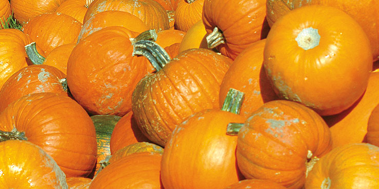 Image Alt Text